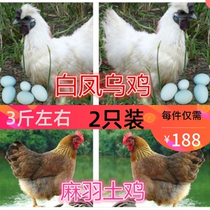 3斤成年麻羽鸡泰和乌鸡活体土鸡绿壳蛋鸡下蛋鸡生蛋活鸡苗白凤乌