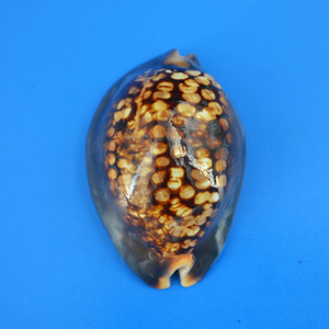 龟甲宝螺（超小尺寸，泰国产4#）