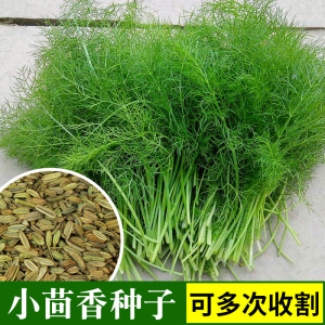 小茴香种子籽孑蔬菜苗新鲜香菜盆栽食用四季阳台农家庭院套装播种