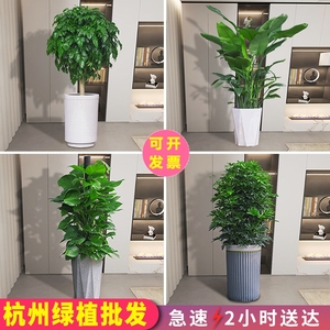 杭州大型绿植室内盆栽植物发财树开业乔迁天堂鸟同城配送幸福树