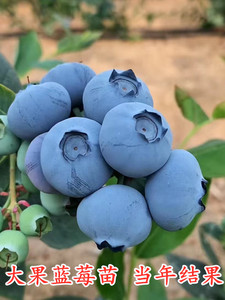 苍山脚下无污染环境下种植蓝莓树苗带果原盆原土兔眼灿烂当年结果