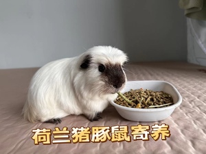 广州豚鼠寄养荷兰猪寄养服务宠物寄养托管