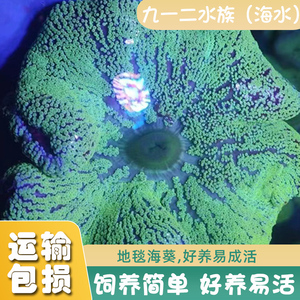 海水生物活体绿地毯海葵尼莫小丑鱼共生珊瑚大型观赏软体奶嘴海葵