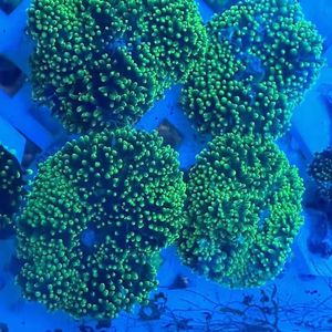 海水生物菇类珊瑚荧光金属红菇绿毛菇荧光绿木耳LPS软体新手珊瑚