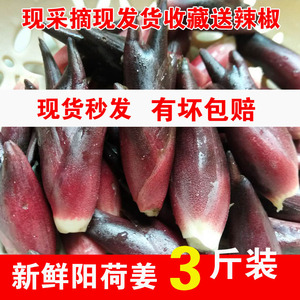 现货贵州野生洋荷新鲜当季蔬菜阳荷姜茗荷现摘农家洋藿5斤装免邮 阿里巴巴找货神器