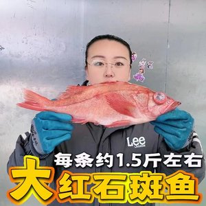 新鲜刺身红石斑鱼金目鲷鱼红鱼富贵鱼加吉鱼大眼鱼1条1.5斤左右