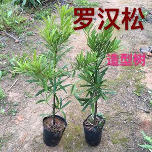 台湾罗汉松树苗 罗汉松小苗 造型盆栽罗汉松观赏植物 绿化 庭院树