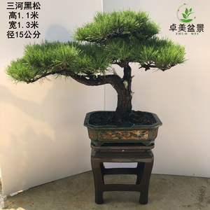 盆景日本文人 淘宝拼多多热销盆景日本文人货源拿货 阿里巴巴货源
