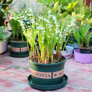 水仙球根 水仙球根品牌 价格 阿里巴巴