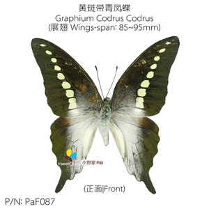 黄斑青凤蝶Graphium Codrus Codrus 85~95mm 印尼