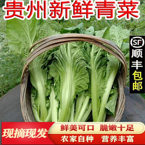 贵州农家自种青菜新鲜蔬菜大叶芥菜宽帮青麻叶腌制酸菜去老叶包邮