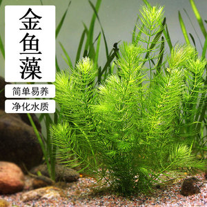 净化水质的水草淡水 净化水质的水草淡水品牌 价格 阿里巴巴