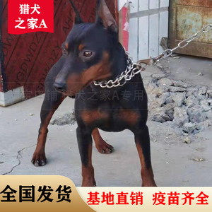 迷你杜宾幼犬双血统宾莎犬纯种杜宾犬美德系赛级小型护卫犬宠物狗