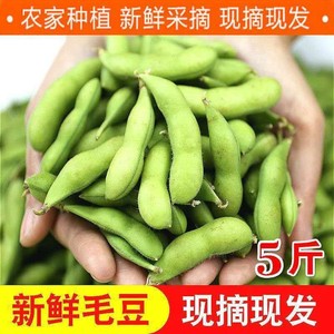 农家生大豆嫩豆荚现摘当季新鲜毛豆青豆时令蔬菜豆角带壳豆子大豆