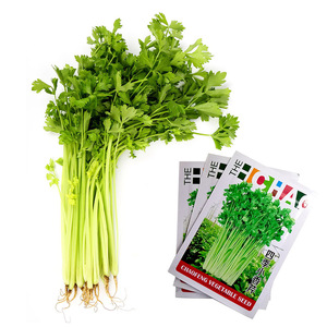 芹菜花盆栽 淘宝拼多多热销芹菜花盆栽货源拿货 阿里巴巴货源 芹菜花盆栽 淘宝拼多多热销芹菜花盆栽货源拿货 阿里巴巴货源