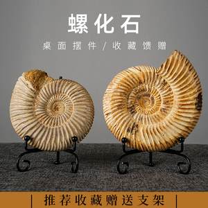 古生物菊石海洋羊角螺化石标本迷你创意书房桌面小摆件礼物装饰品