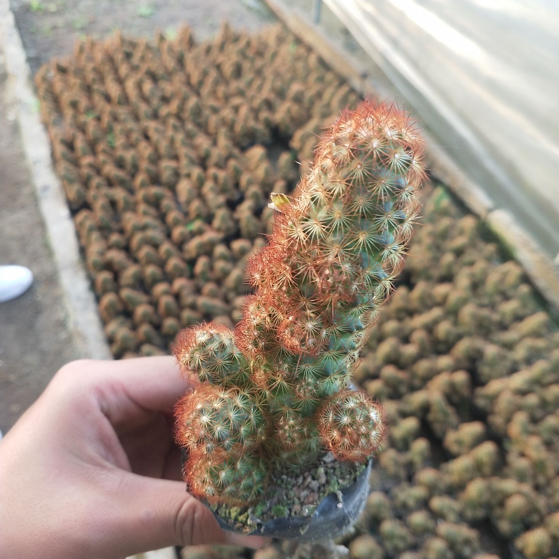 金手指仙人掌仙人球多肉植物花卉金手指办公室美观多肉植物