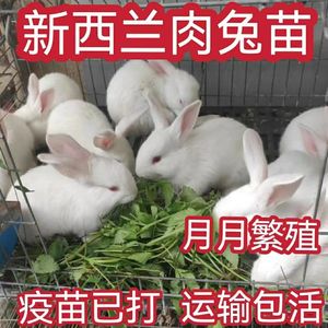 兔子活物肉兔活体宠物家兔活兔肉兔巨型兔子苗家养肉兔苗可选公母