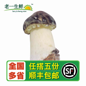 【老一生鲜】新鲜菌菇新鲜松茸姬松茸500g巴西菇产地自种食用