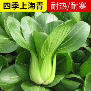 正宗上海青种子小青菜四季油菜籽种蔬菜种籽孑南方全矮脚黑叶苏州