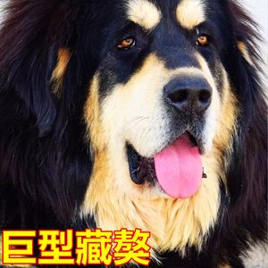 藏獒幼犬忠诚白獒犬狮王虎头藏獒巨型犬小狗崽活体狗狗雪獒狗活体