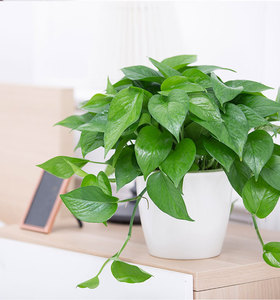 绿萝套餐吸水壁挂办公桌卧室卫生间吸甲醛防辐射净化空气绿植盆栽