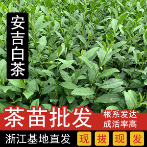 安吉白茶苗白叶一号农户基地种植茶树苗成活率高产量优质茶叶树苗