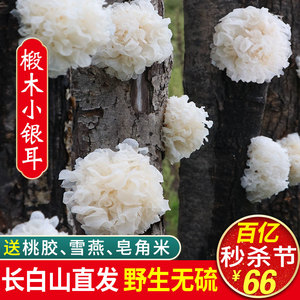 长白山野生椴木小银耳干货250g雪耳糯丑耳莲子羹碎新鲜特级白木耳