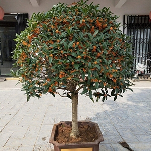 桂花盆栽树苗地栽盆景室内外植物浓香型嫁接庭院楼顶容易四季种植