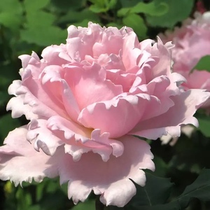 索菲罗莎月季花苗大花浓香直立性开花粉色玫瑰花四季盆栽花卉植物