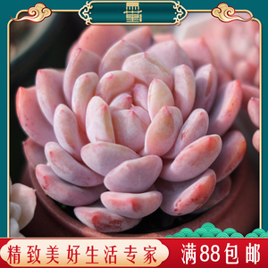 多肉植物蛋糕 多肉植物蛋糕品牌 价格 阿里巴巴 多肉植物蛋糕 多肉植物蛋糕品牌 价格 阿里巴巴