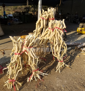 直销龙骨干橱窗装饰家居客厅龙骨杆白树枝干天然树枝去皮橘子树杆