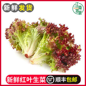 新鲜红叶生菜清洗西餐沙拉蔬菜凉拌健身食材罗莎红紫叶蔬菜