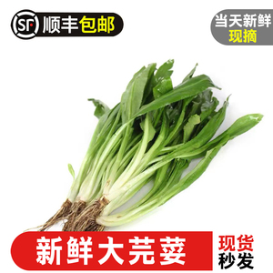 大芫荽新鲜泰国香菜食用冬阴功汤食材刺芹大香菜芫茜香料蔬菜调味