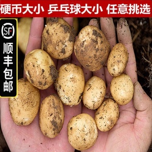 【顺丰包邮】5斤新鲜迷你小土豆黄心土豆非转基因沙田马铃薯洋芋