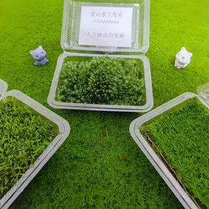 鲜活苔藓微景观植物白发藓生态瓶DIY水陆雨林缸盆载铺面造景青苔