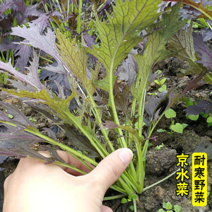 紫京水菜种子紫水晶菜种籽香味浓郁春季四季保健特色蔬菜青菜野菜 阿里巴巴找货神器