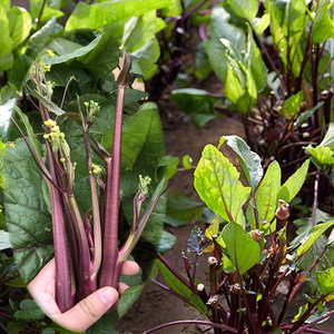 红菜苔种子紫菜苔白菜薹种籽盆栽四季播种蔬菜种孑广东高产红菜心