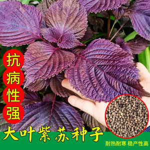 紫苏种子紫苏子种籽可食用大叶苏子籽四季种植盆栽绿苏籽蔬菜种孑