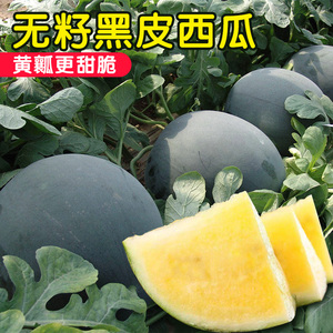 黑皮黄瓤无籽西瓜种子特大巨型红肉西瓜种籽春季夏季四季水果蔬菜