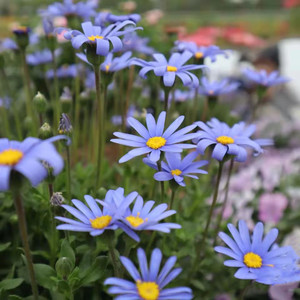 蓝玛盆栽蓝色玛格丽特庭院阳台多年生耐寒植物花卉雏菊费利菊包邮