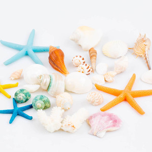 天然大海螺贝壳工艺品珊瑚石摆件鱼缸装饰品微景观创意海边小海星