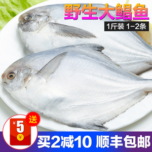 白昌鱼,白鲳,鲳鱼(第14页)_大山谷图库