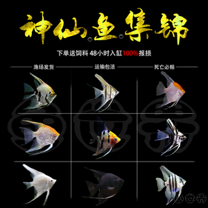 秘鲁七彩神仙鱼活体观赏鱼燕鱼秘鲁红头玻璃墨燕小型鱼苗套餐包邮
