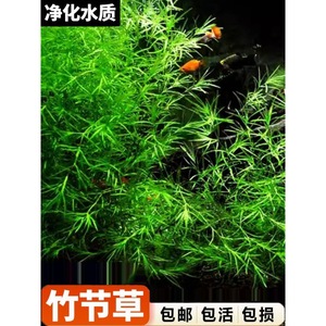 竹节草鱼缸水族箱造景观赏鱼虾躲避净化水质淡水新手易养阴性水草