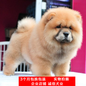 松狮犬纯种,大型,松狮犬壁纸(第10页)_大山谷图库