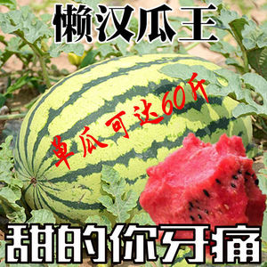特大巨型西瓜种子籽懒汉瓜王四季高产早熟脆甜多汁水果大西瓜种子