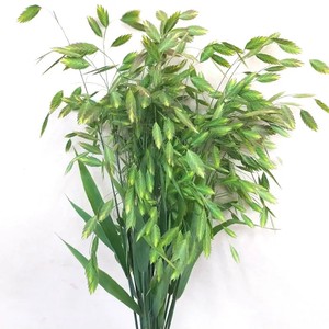 简影花园 小盼草/宽叶裂冠花 Chasmanthium latifolium多年生草本