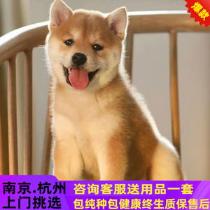南京犬舍出售纯种柴犬幼犬日本豆柴黑柴秋田犬中型犬柯基爆款狗狗