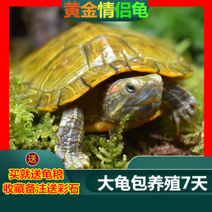 黄金大巴西龟乌龟活物宠物小乌龟苗活家养网红好养耐活金钱龟活体